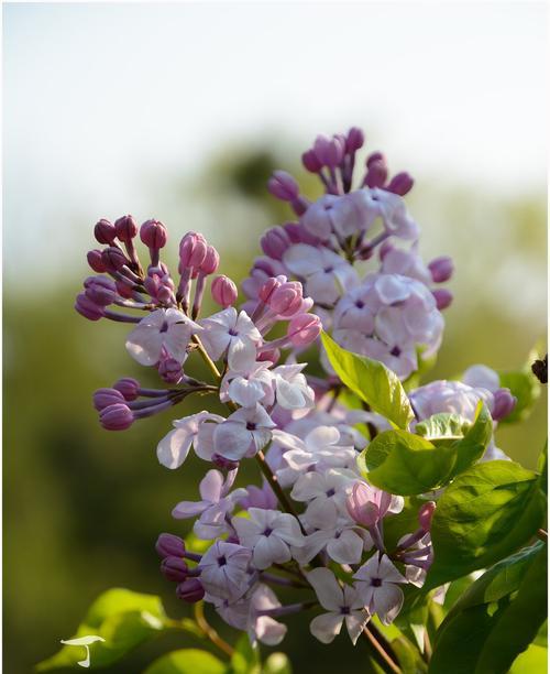 丁香花的花语揭示人生的真谛（丁香花语中的悲壮与希望）