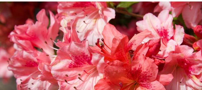 杜鹃花花语与寓意（杜鹃花的花语及寓意）