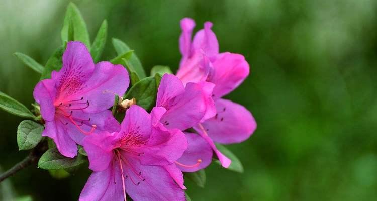 杜鹃花花语与寓意（杜鹃花的花语及寓意）