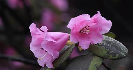 杜鹃花的美丽与象征意义（杜鹃花语）