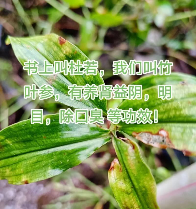 杜若花的寓意与花语（探索杜若花的神秘魅力）