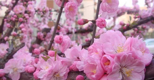 粉色樱花的花语与意义（探索粉色樱花的美丽与深意）