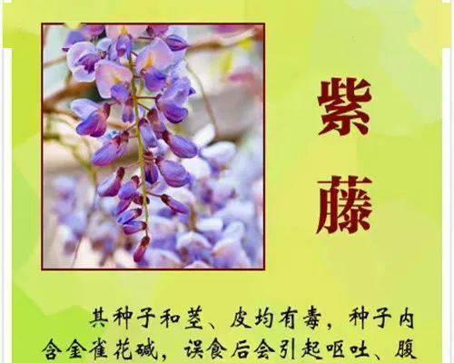 风铃子花语与其代表意义（探寻风铃子花语的深意）