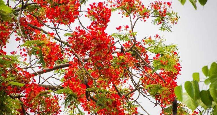 凤凰花的花语及其寓意（探寻凤凰花的神秘与美丽）