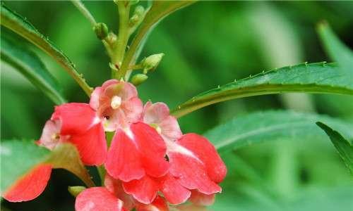 凤仙花的多彩世界（凤仙花的各种颜色及其寓意）