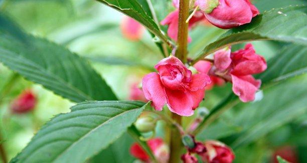 凤仙花的多彩世界（凤仙花的各种颜色及其寓意）