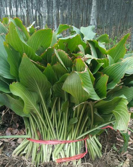 玉簪种子的最佳种植时间（选择适宜的季节）