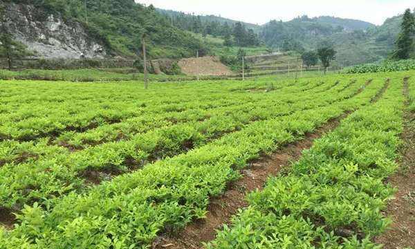 芋头病虫害防治技术与方法措施（有效防控芋头病虫害）