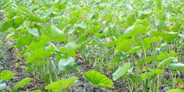 芋头种植全攻略（适合种植的月份及注意事项）