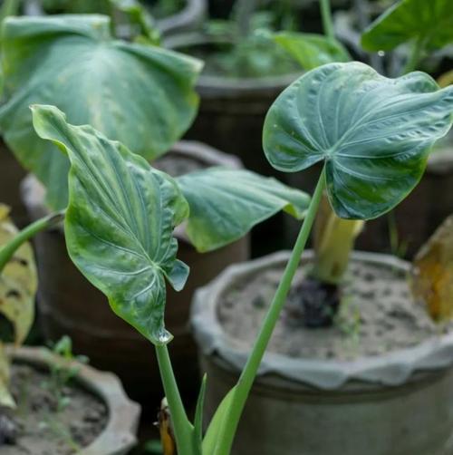 芋头保存时间长短与储存方法（如何让芋头更久保存）