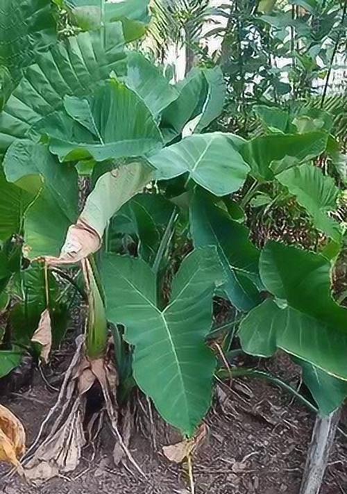 芋头的最佳挖掘时间（如何选择最佳的收获时间）