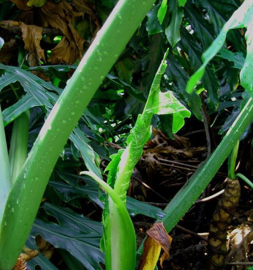 认识芋头——一种营养丰富的根茎蔬菜（芋头的种植）