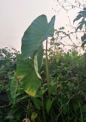 芋头是什么植物的根（探究芋头的来源）