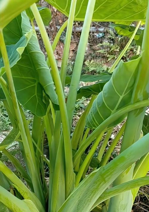 芋头是什么植物的根（探究芋头的来源）