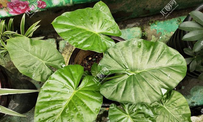 如何有效处理芋头叶子卷曲问题（芋头种植中叶子卷曲原因分析与应对措施）