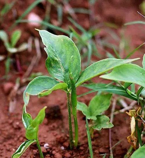 芋艿块茎繁殖与种植方法（从选种到收成）