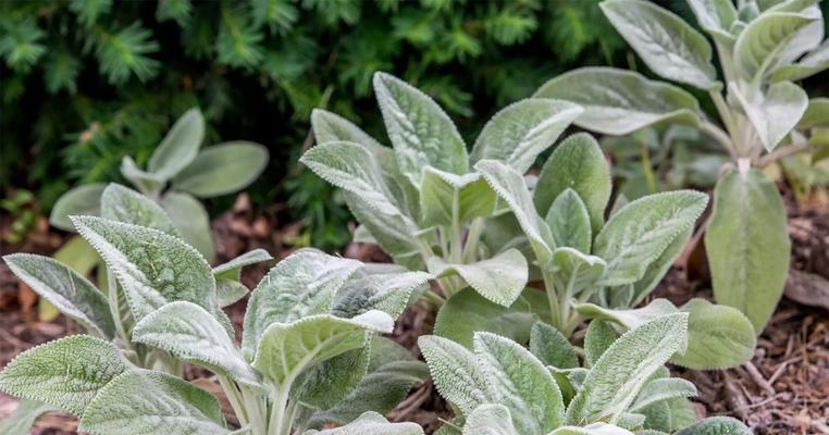 芋艿是草本植物吗（从形态）