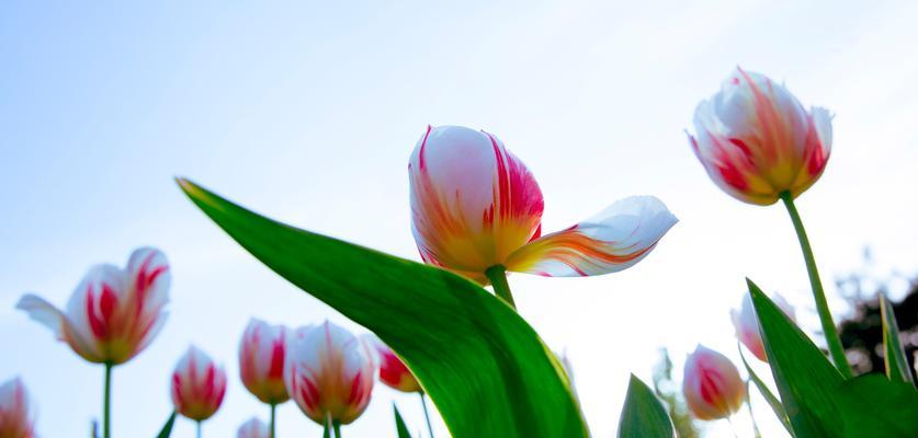 郁金香的花期——春季盛宴（探寻郁金香的成长周期与魅力）