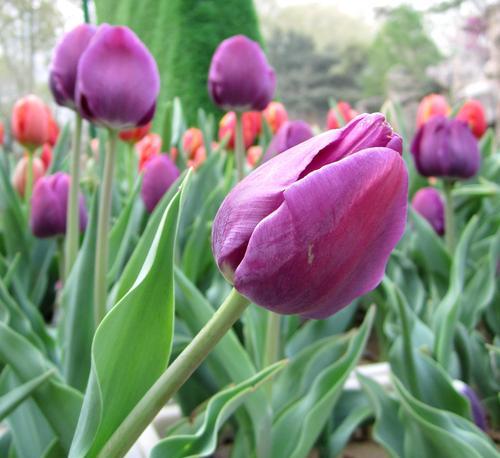 郁金香花期全解析（春天必看）