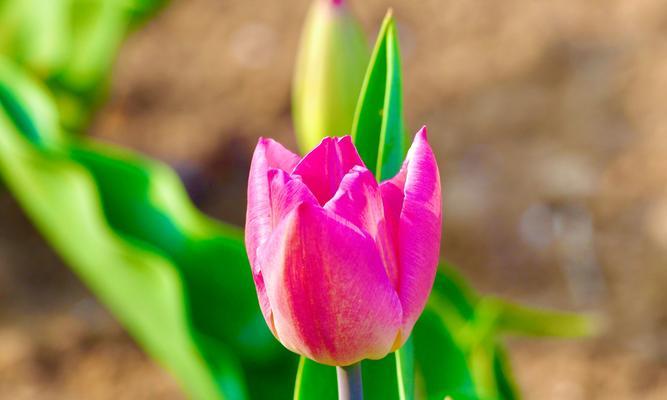 郁金香的种植季节和方法（在什么季节种植郁金香最好）