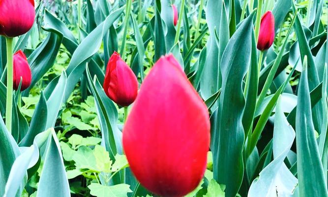 郁金香的种植季节和方法（在什么季节种植郁金香最好）