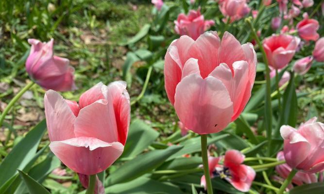 郁金香的世界（品味多彩的郁金香花海）