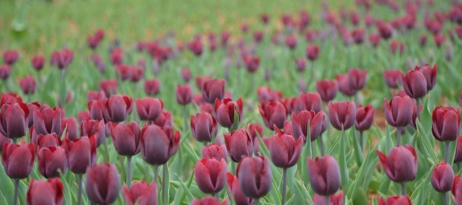 郁金香的世界（品味多彩的郁金香花海）