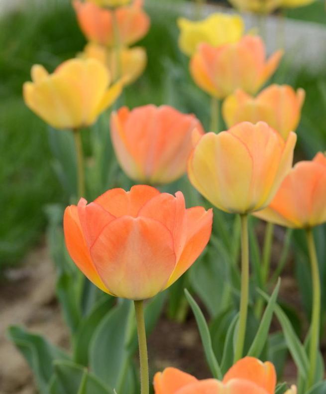 郁金香的香味是什么（探究郁金香花朵的香味特征与成分）