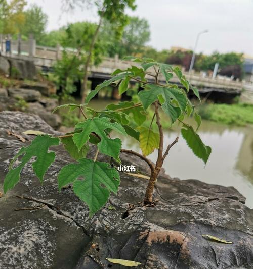 坚强如植，昂首向前（探寻寓意坚强的植物）