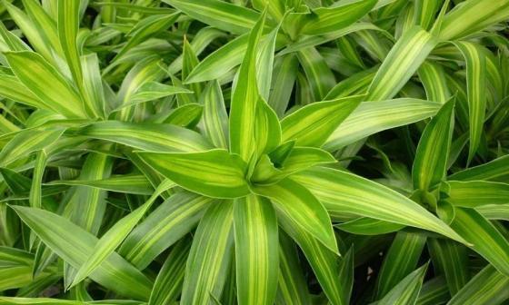 探索花卉、树木和草药背后的寓意和象征意义（探索花卉）