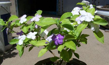 鸳鸯茉莉开花时间及特点（了解鸳鸯茉莉开花的关键期）