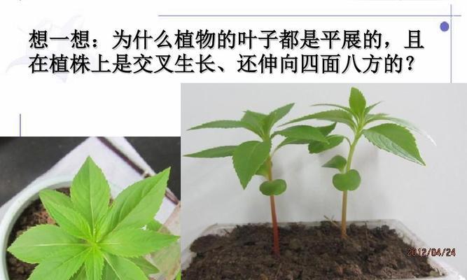 如何快速让元宝枫发芽（掌握技巧）