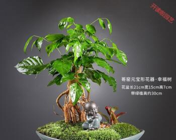 元宝花盆适合种植哪些花（选择合适的花种）