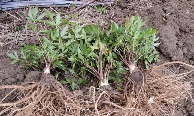 元胡种植条件与种植区域气候要求（打造适宜元胡生长的种植环境）