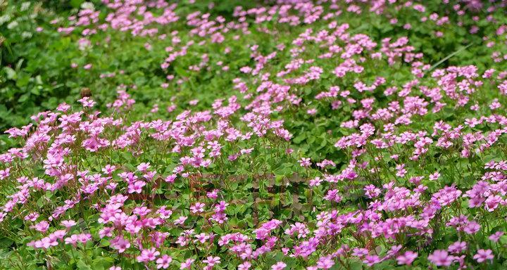 园林花卉之美（品味花园的艺术）