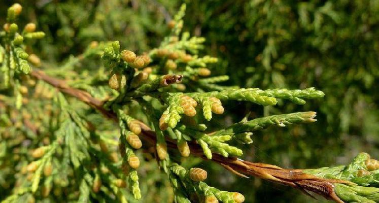 揭秘圆柏真相——它到底是草本植物还是树木（科学解读）