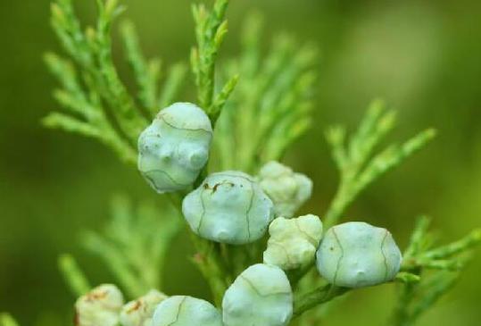 圆柏是一种什么类型的植物（揭开圆柏的植物类型之谜）