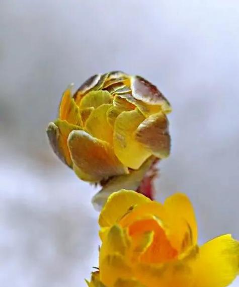 雪莲花（探寻雪莲花花语的深意）