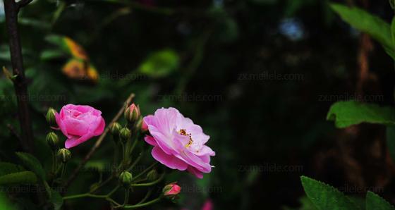 野蔷薇花语（探寻野蔷薇花语的含义与传承）