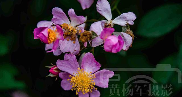 野蔷薇（野蔷薇——生命的奇迹与希望）