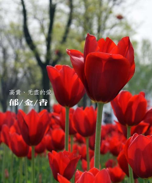 郁金香花语贞操的意义（以野生郁金香为象征）