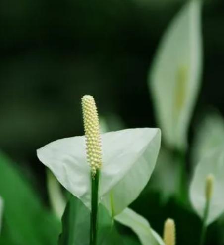 一帆风顺花（深入解读一帆风顺花的寓意与花语）