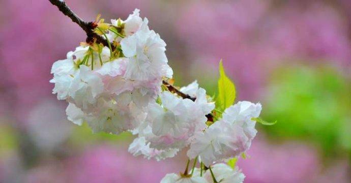 樱花的花语与意义（探索樱花的美丽和象征意义）