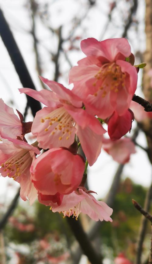 樱花的花语与寓意（探索樱花的神秘符号与情感传达）