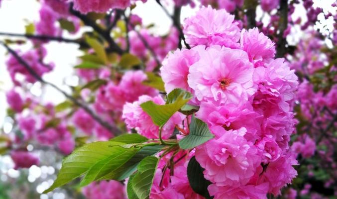 樱花花语的深意与寓意（探寻樱花花语的源起与象征意义）