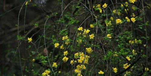 迎春花的花语与寓意（春天到来）