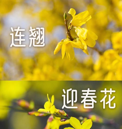 迎春花（唤醒生机）