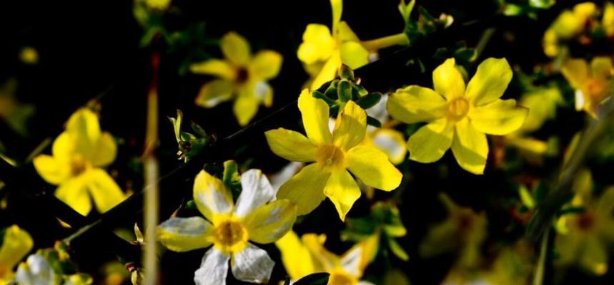 以迎春花的寓意——传递生机与希望的花朵（春天来临）