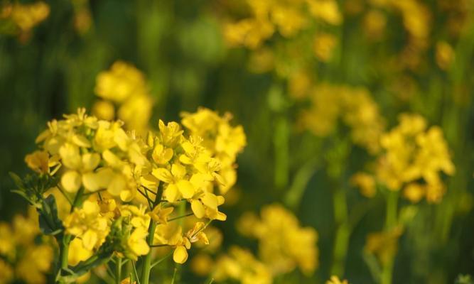 油菜花的花语与意义（解读油菜花的花语）