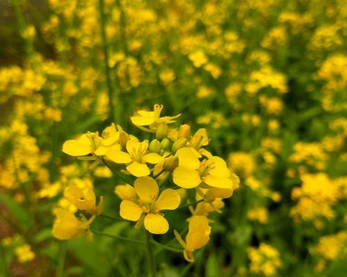 油菜花的文化背景与花语之旅（探寻油菜花的神秘力量）